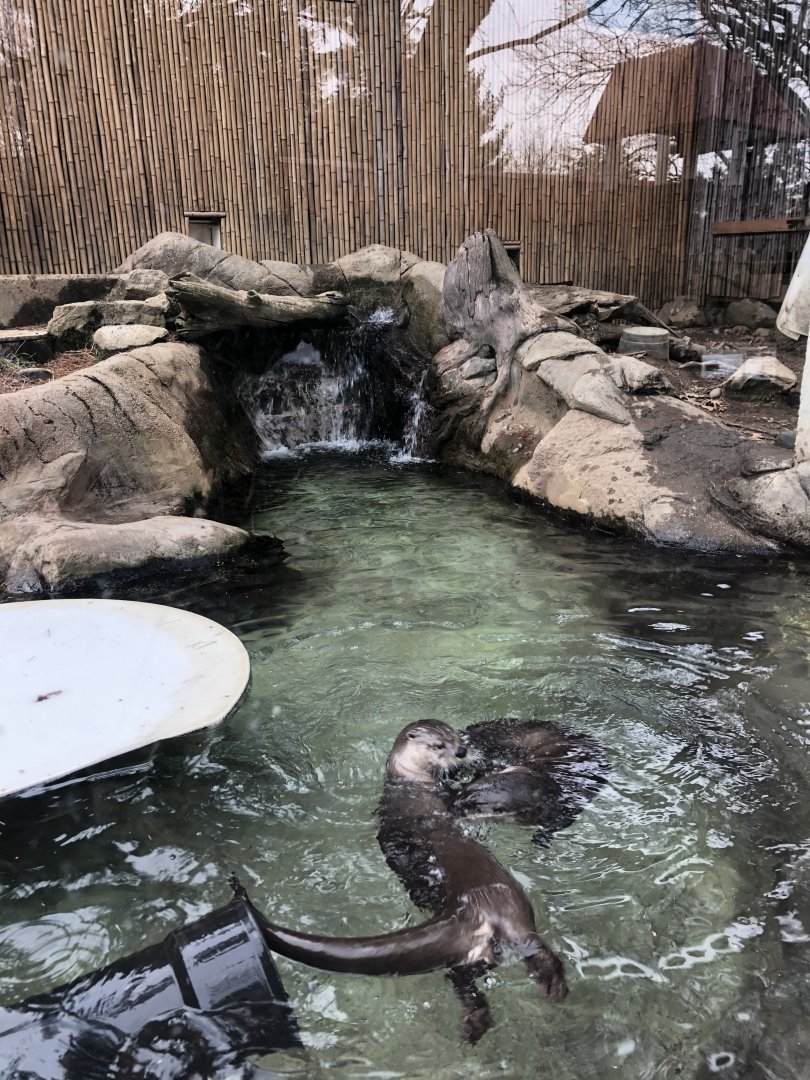 North American River Otter