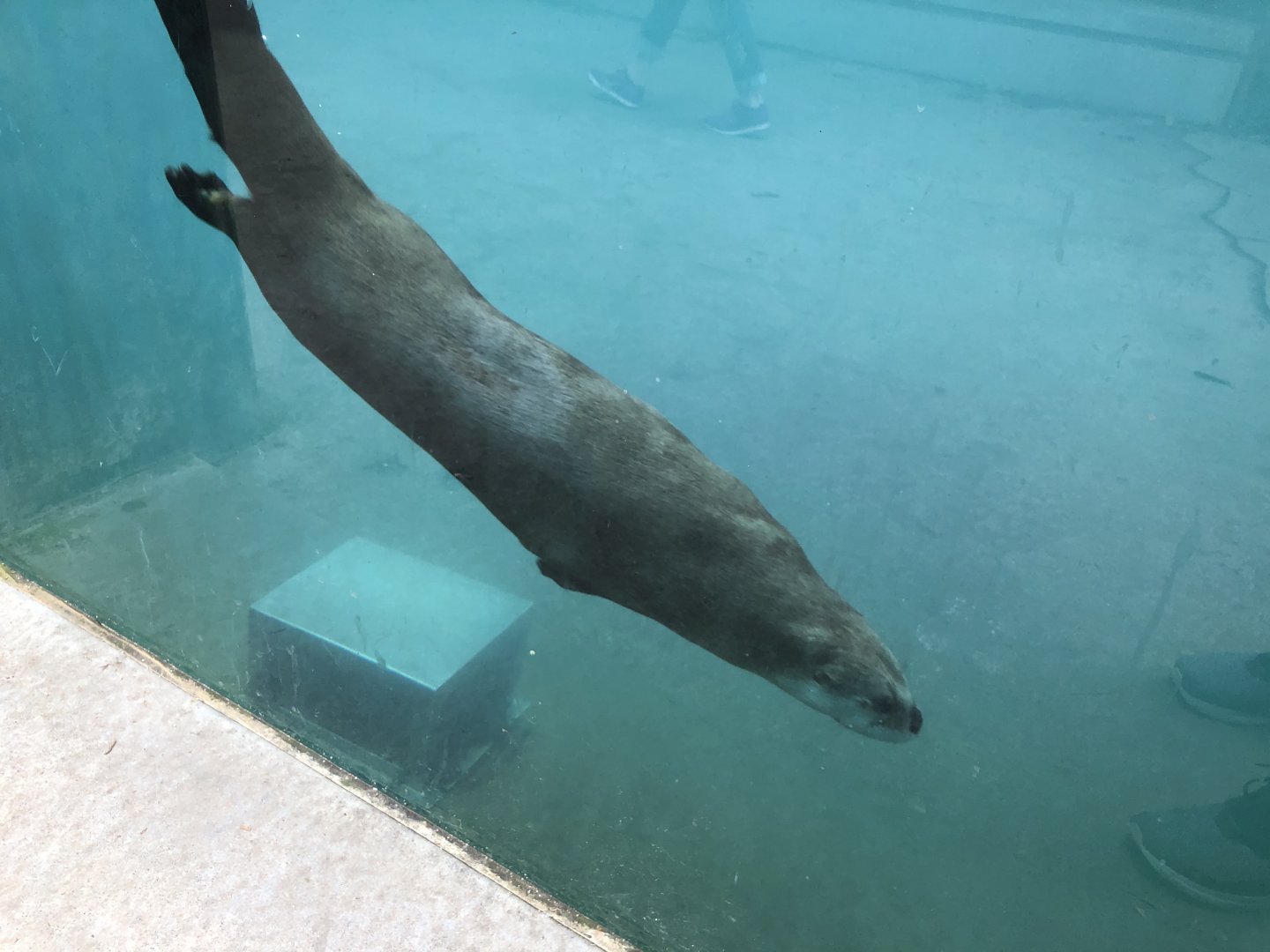 North American river otter