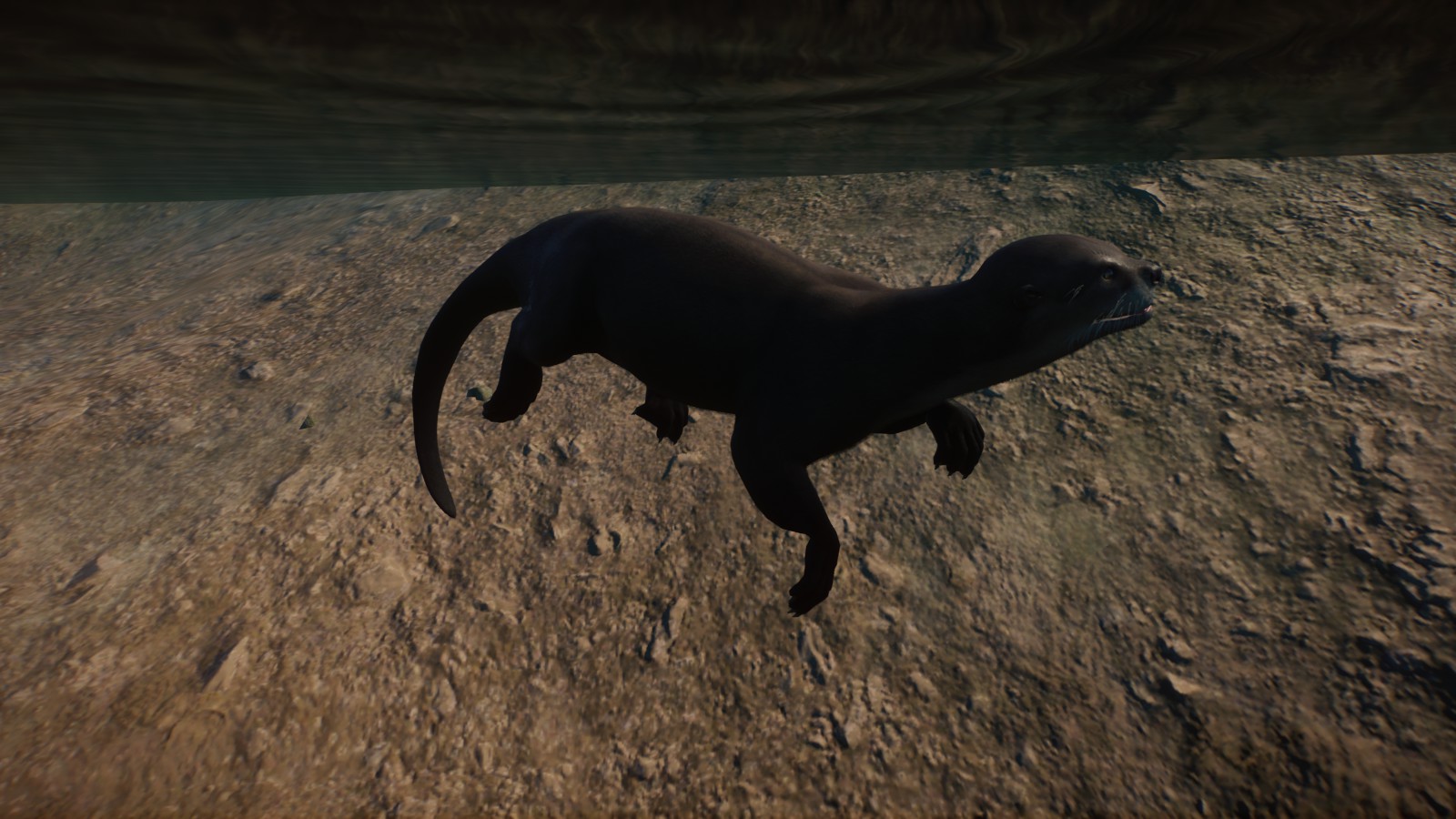 North American River Otter