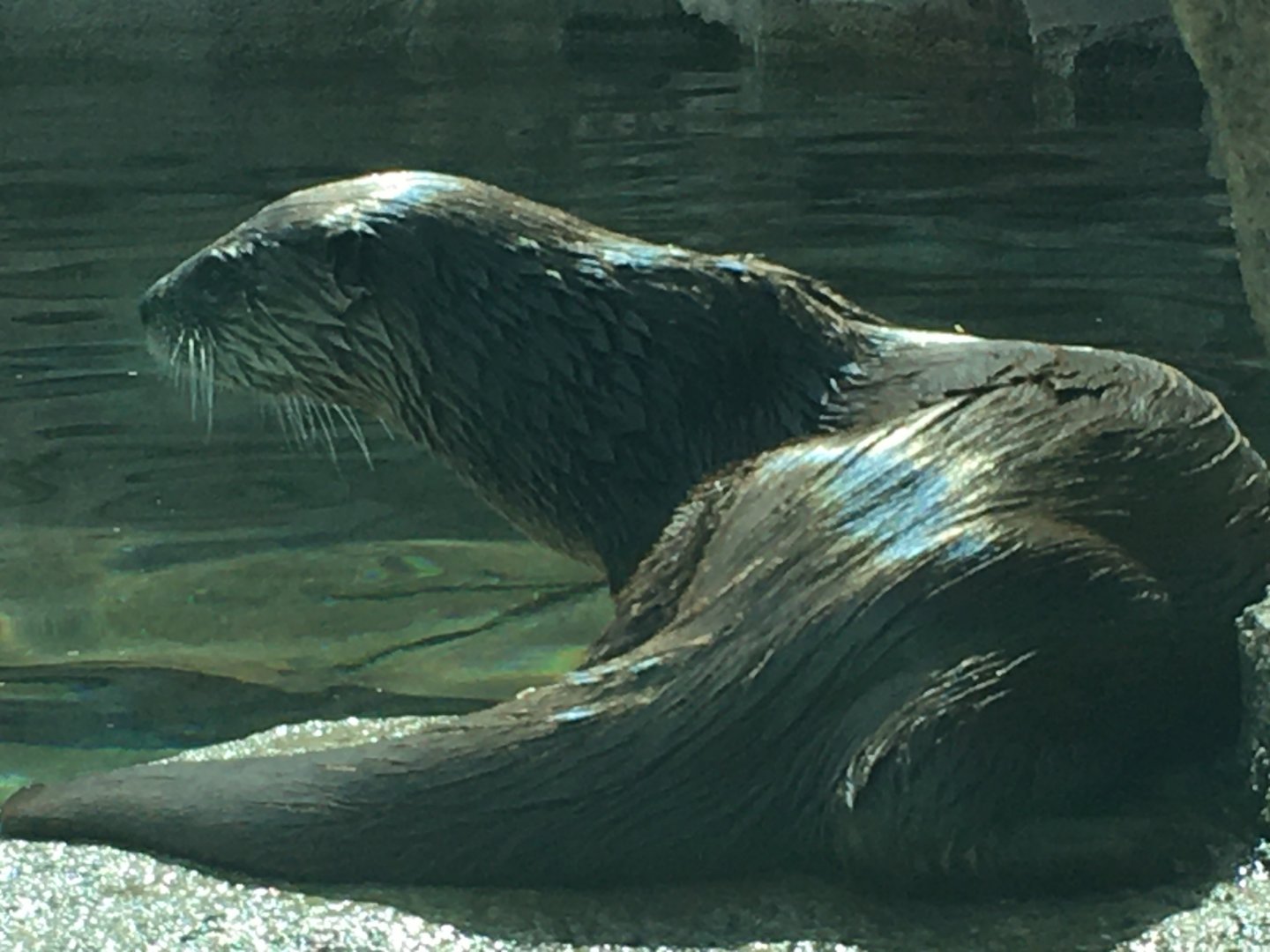 North American River Otter