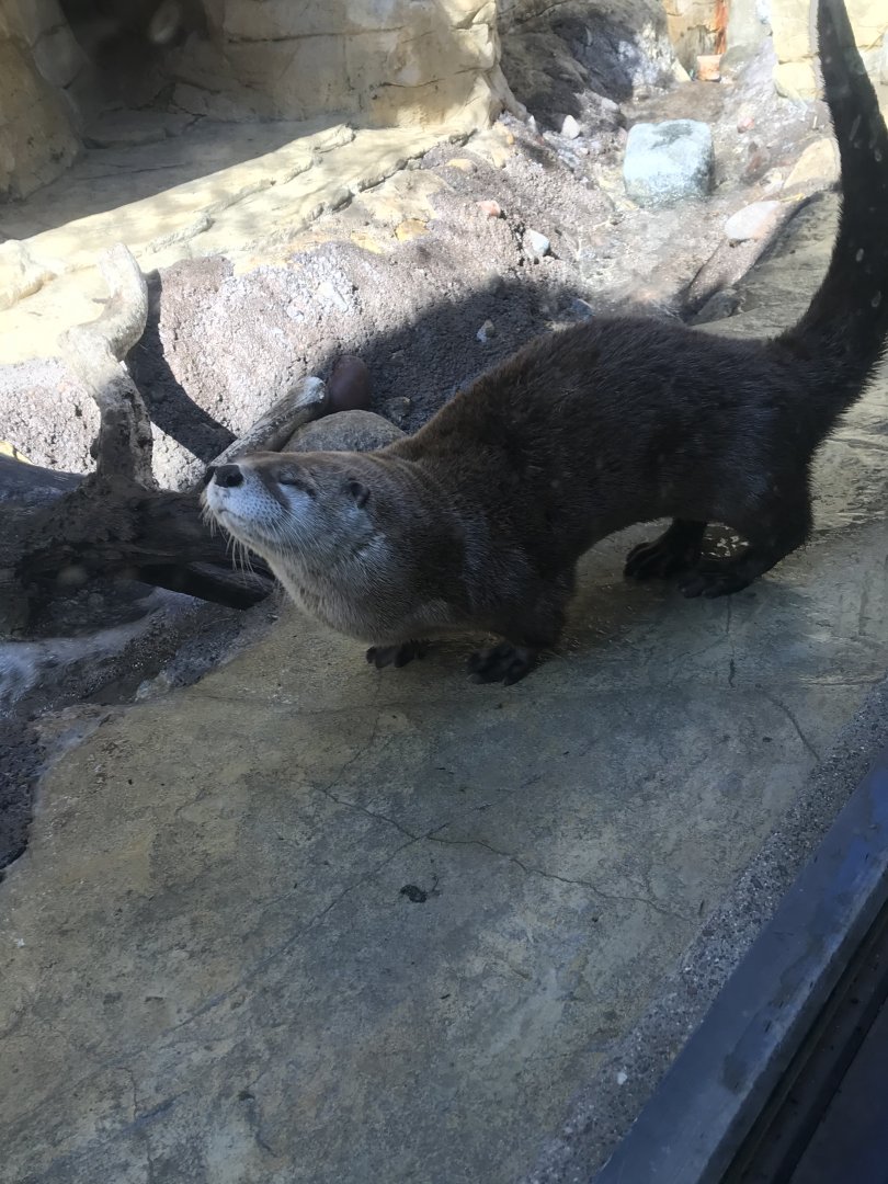 North American river otter