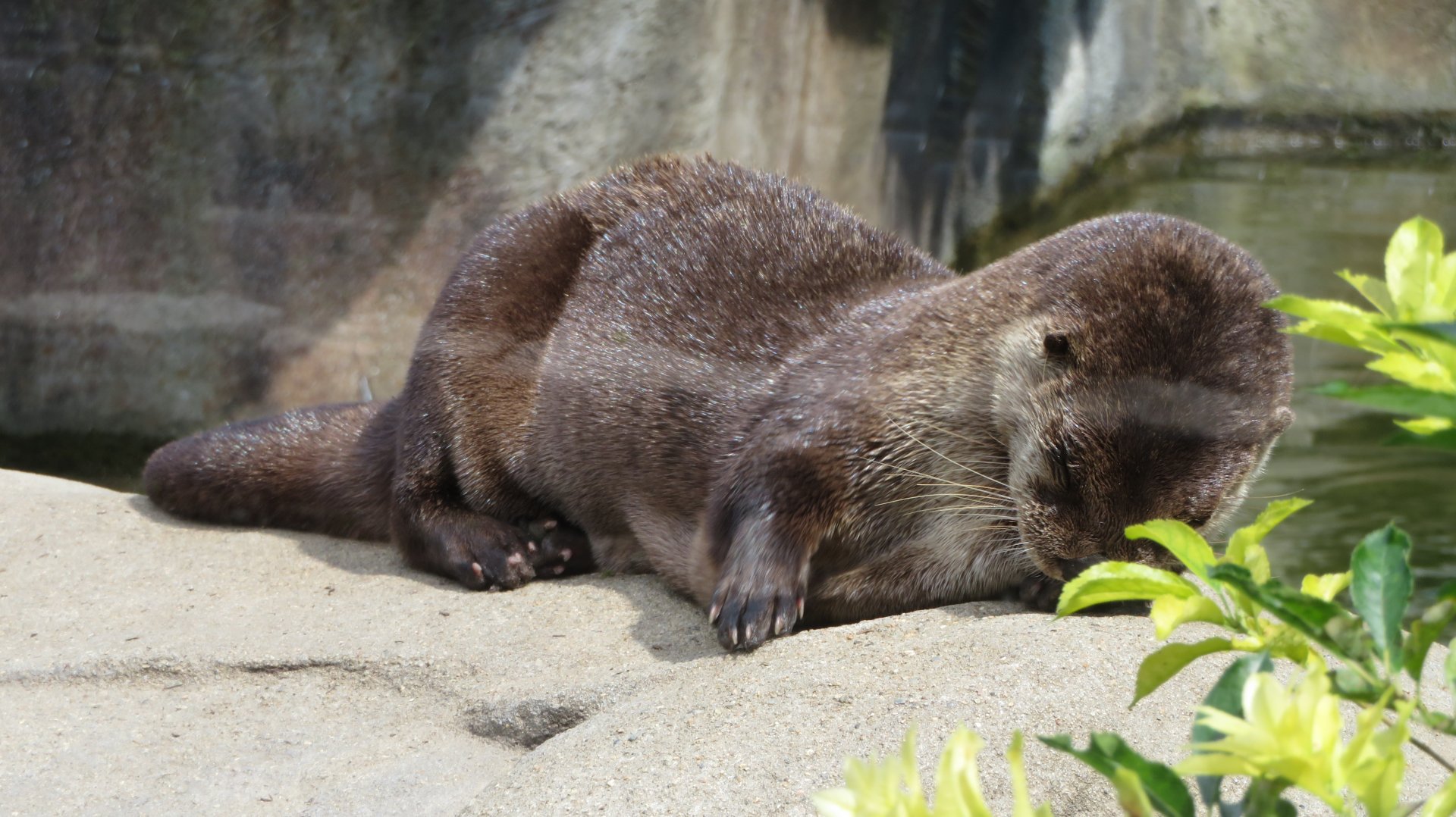 North American River Otter