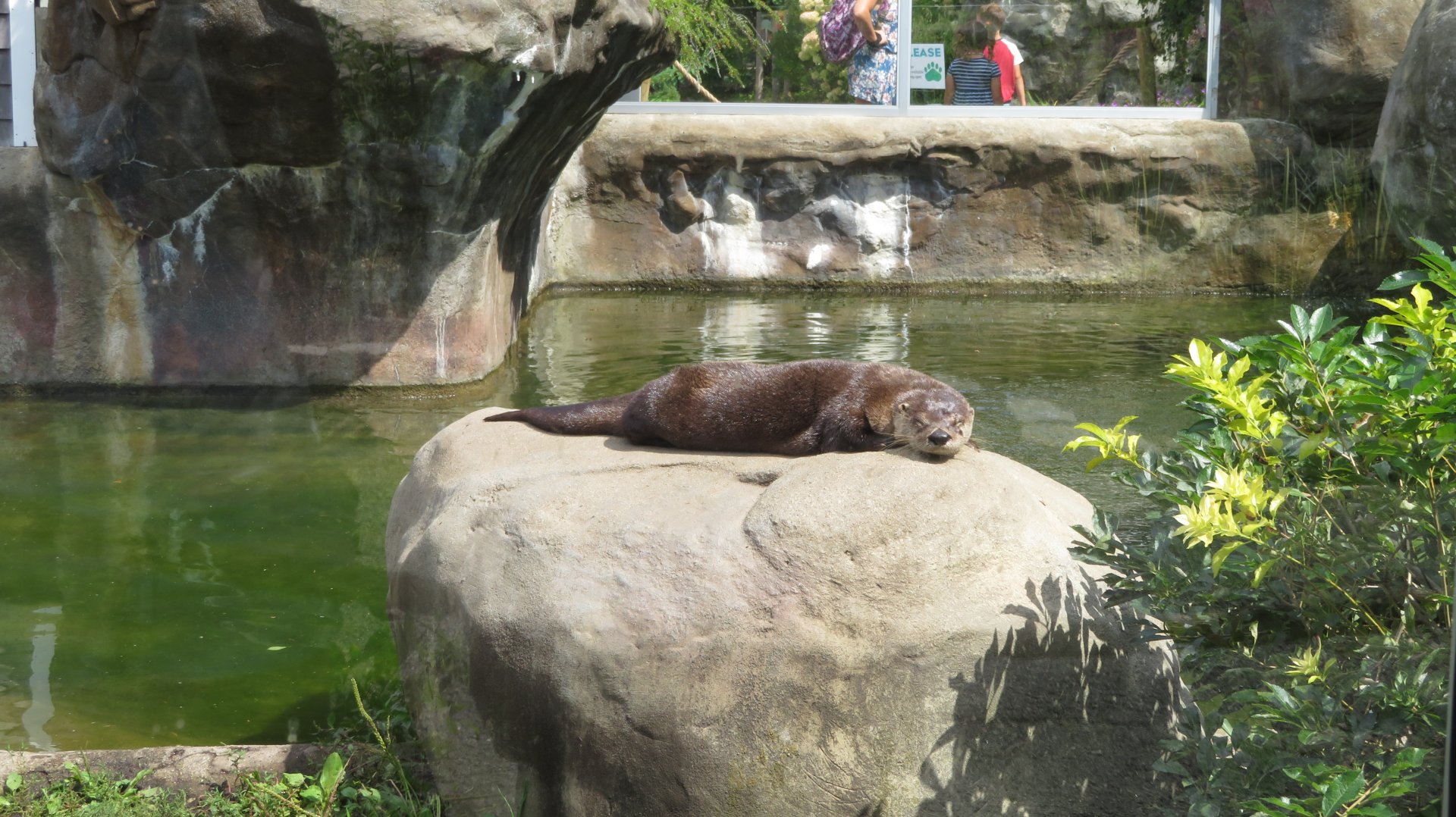 North American River Otter
