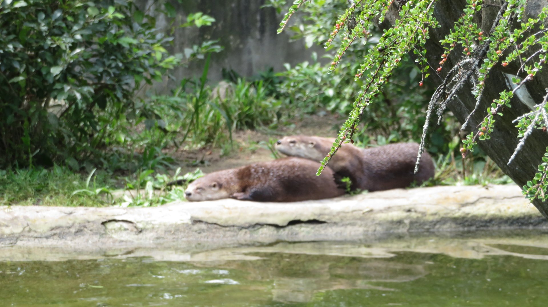 North American River Otter
