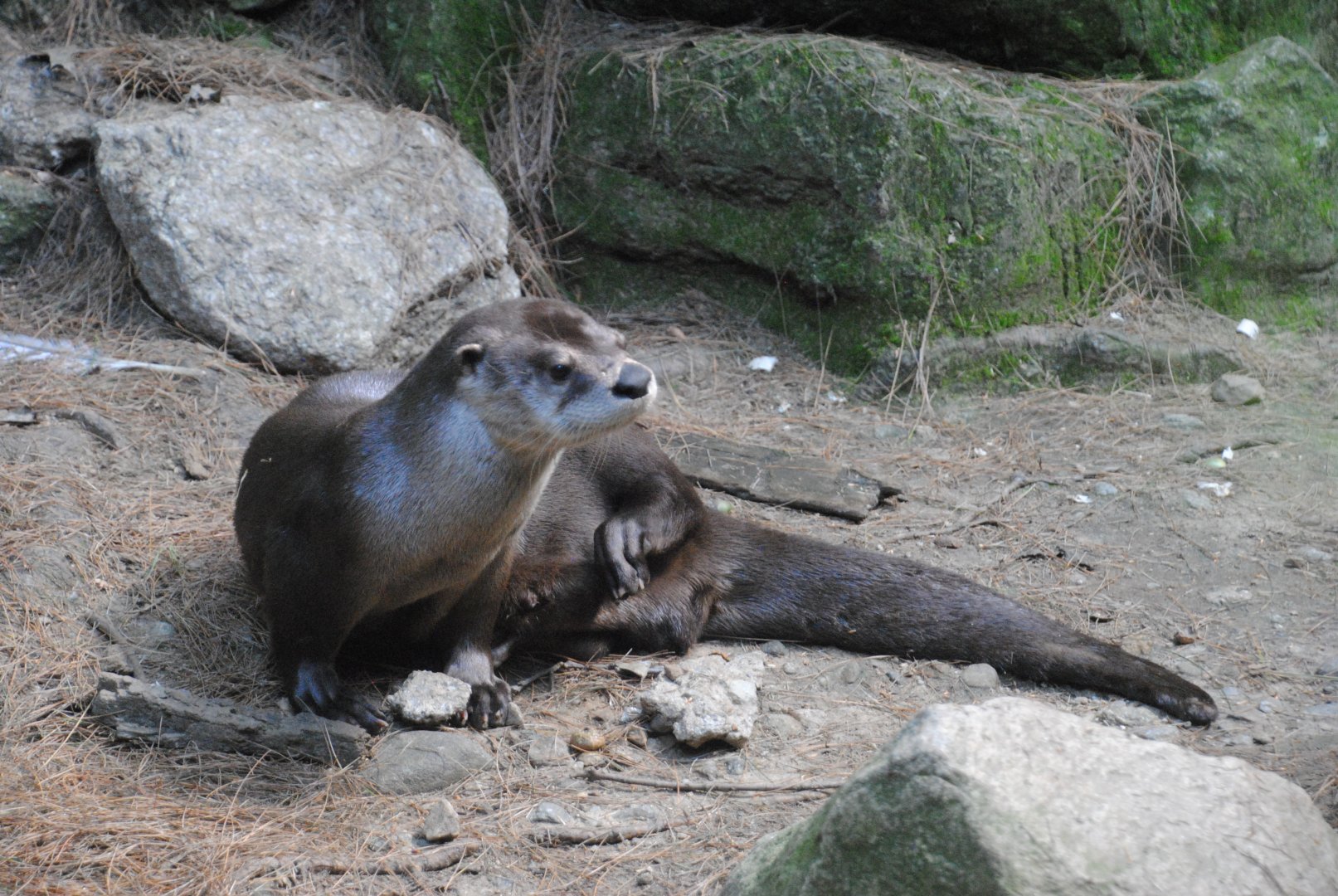 North American River Otter