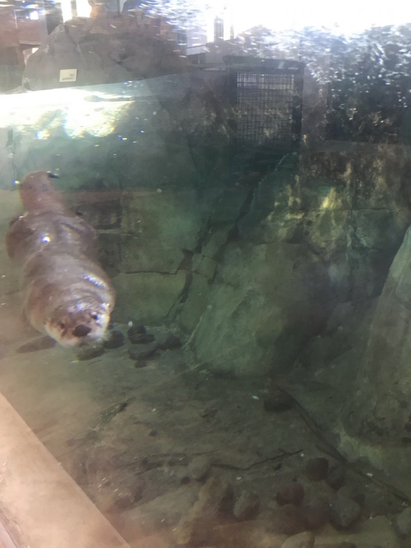 North American River Otter