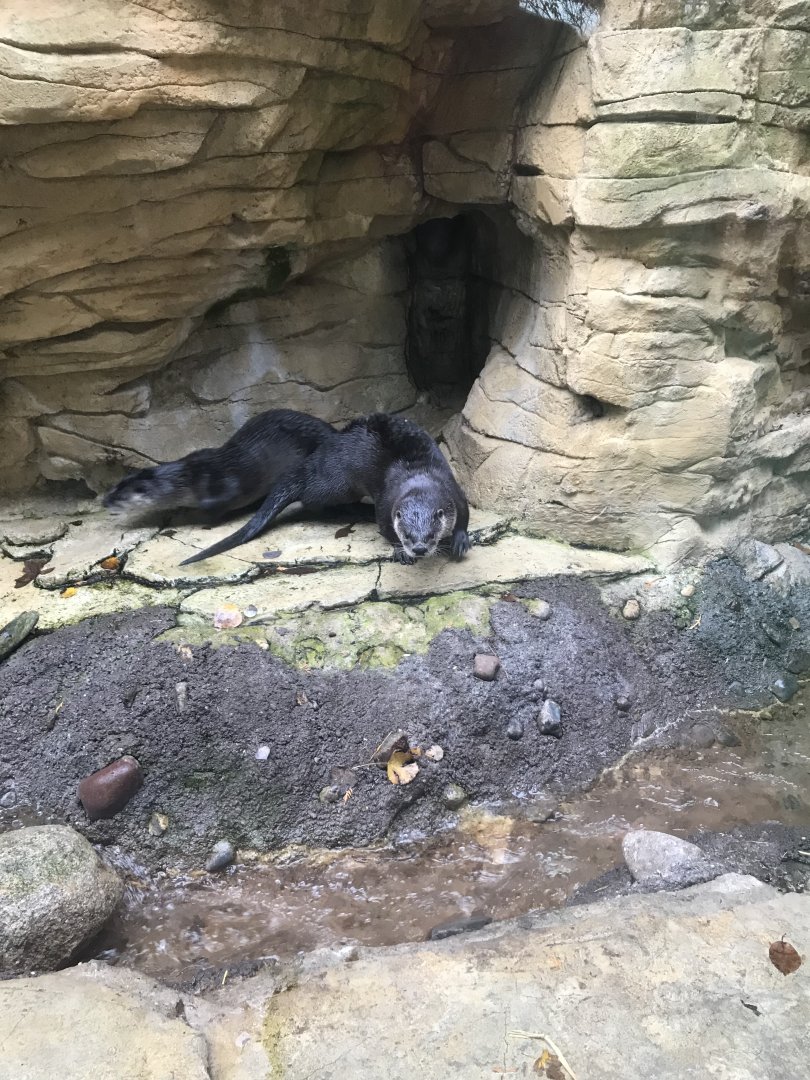 North American River Otter