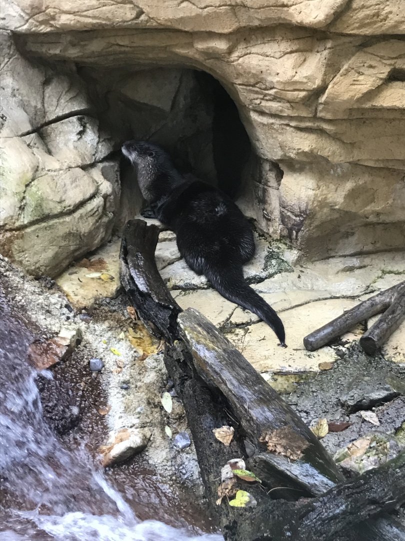 North American River Otter
