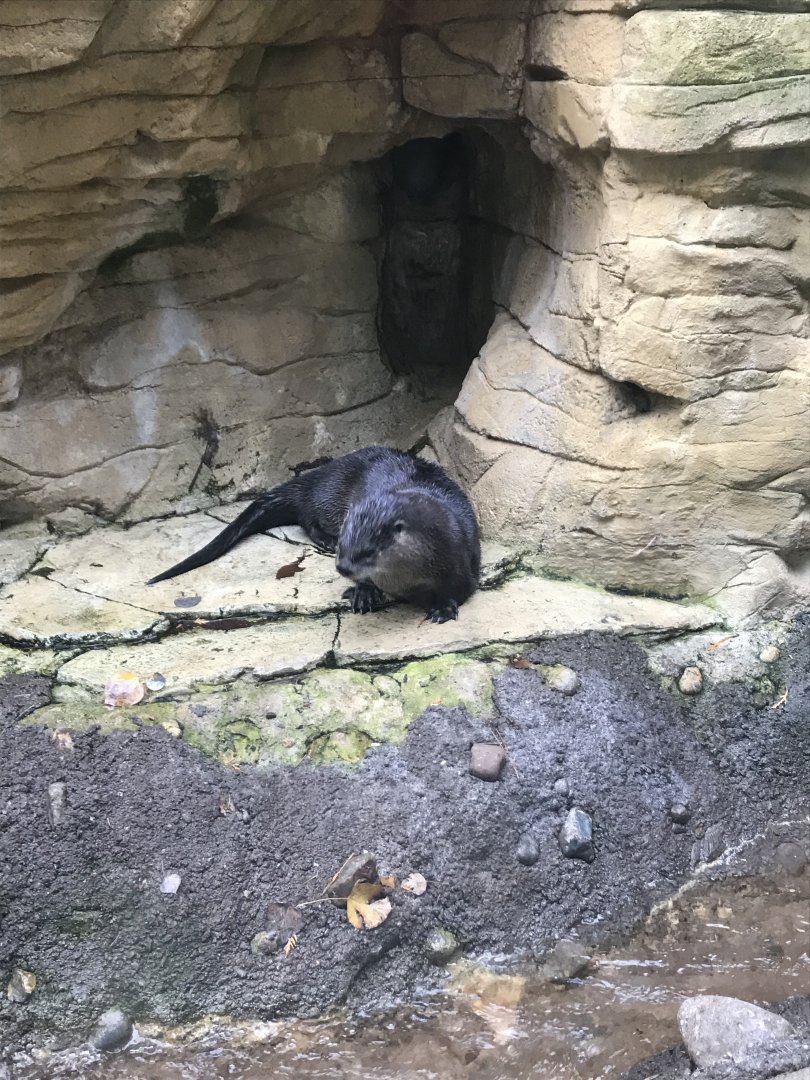 North American River Otter