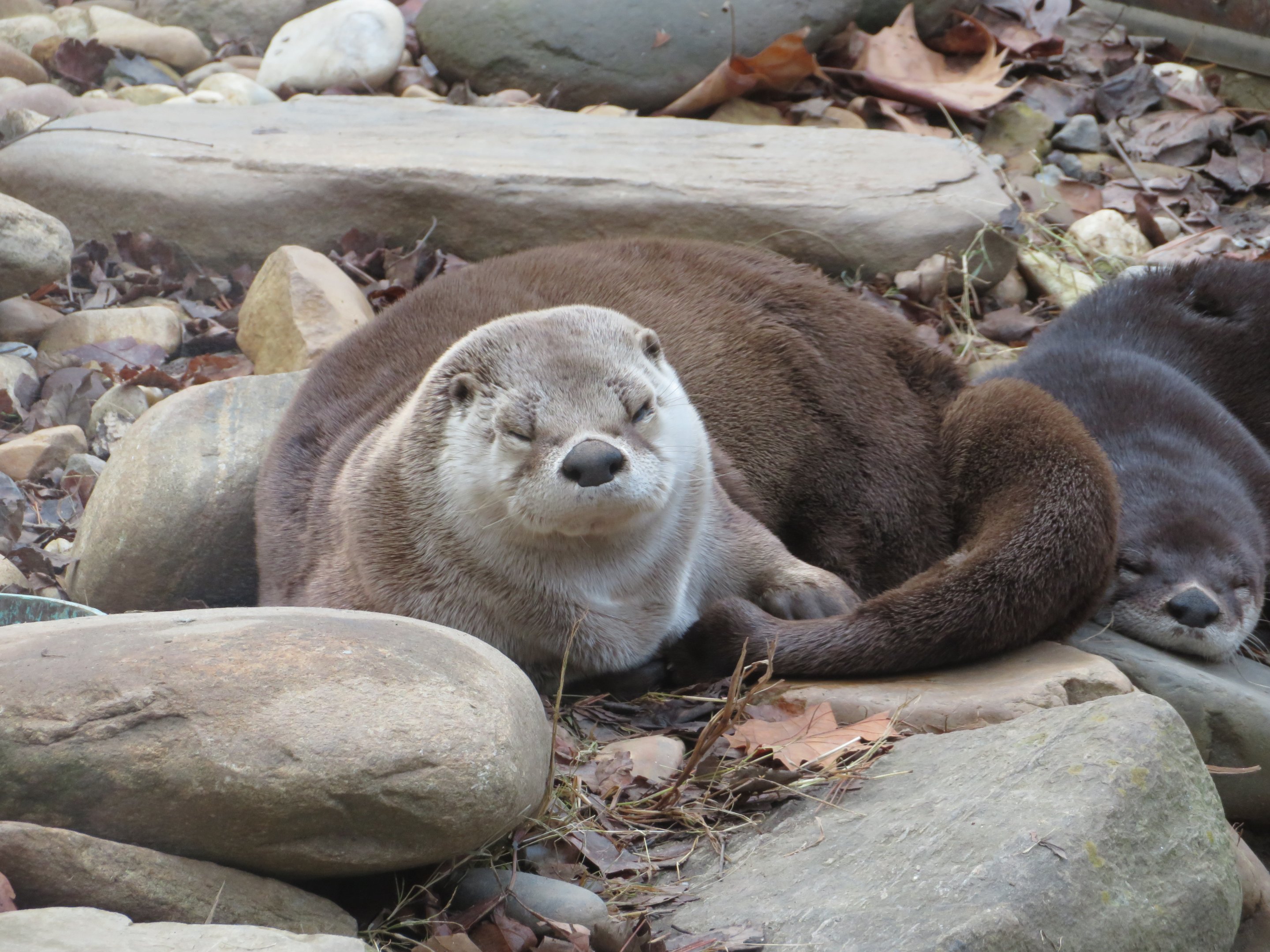 North American River Otter