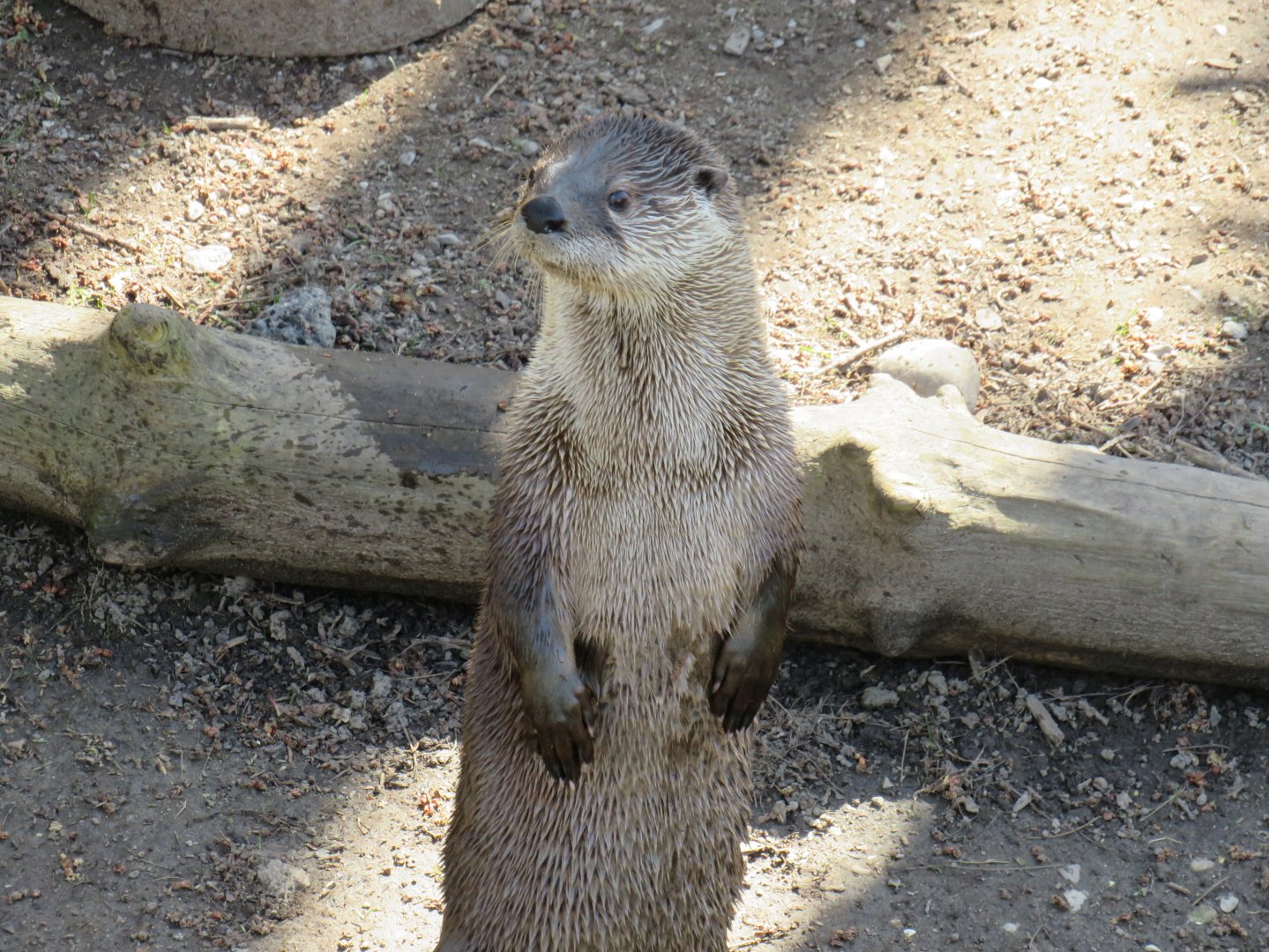 North American river otter