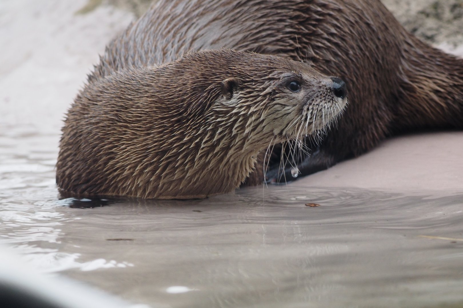 North American river otter