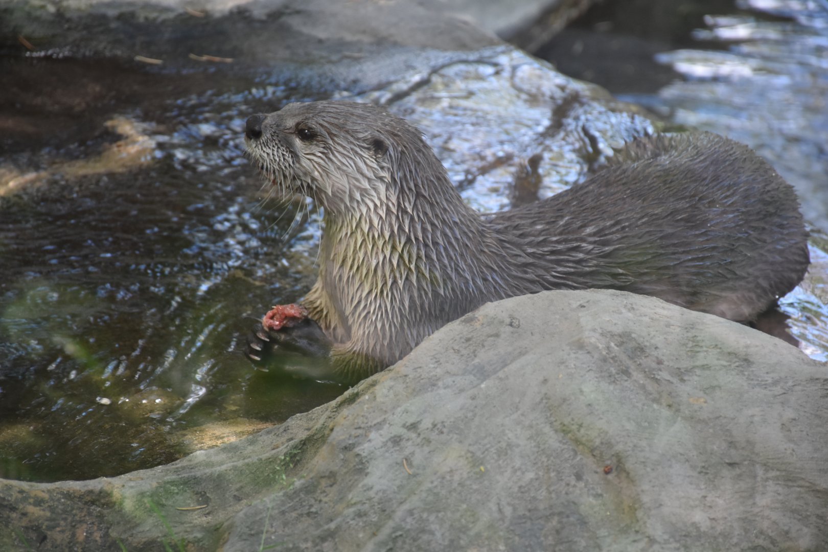 North American river otter
