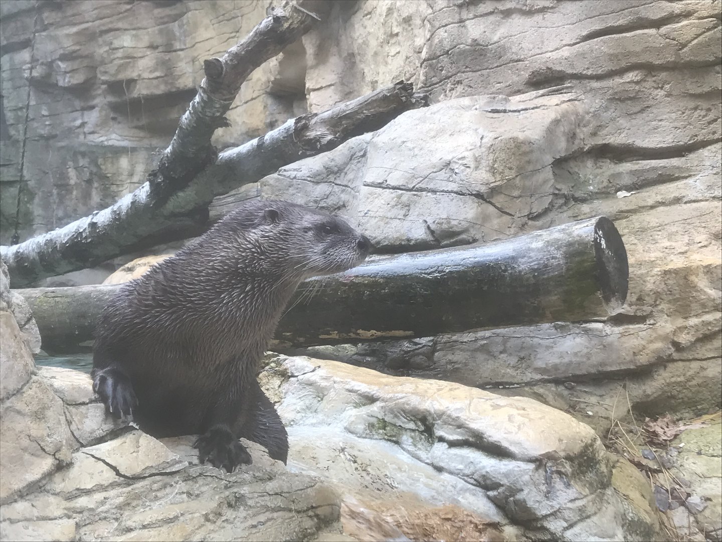 North American River Otter