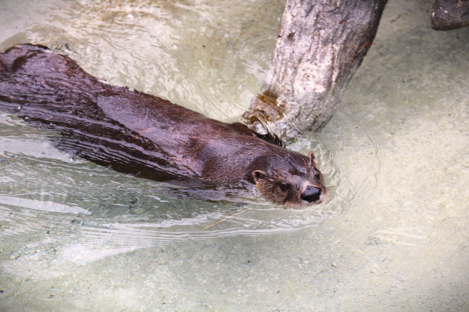 North American River Otter