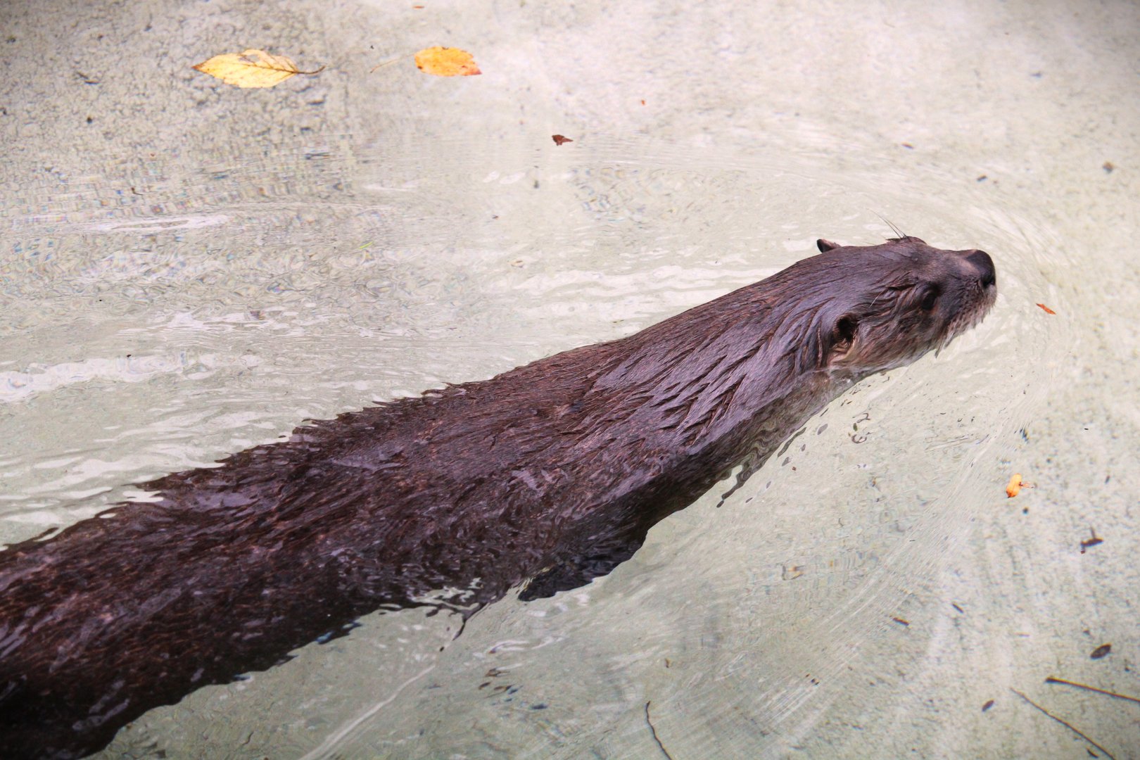 North American River Otter