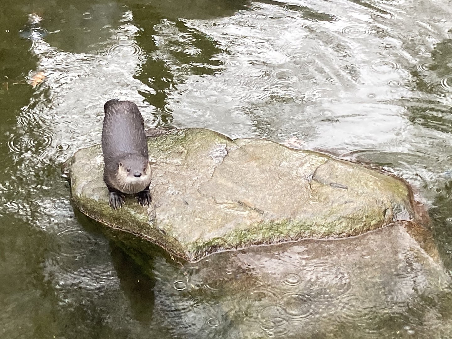 North American River Otter