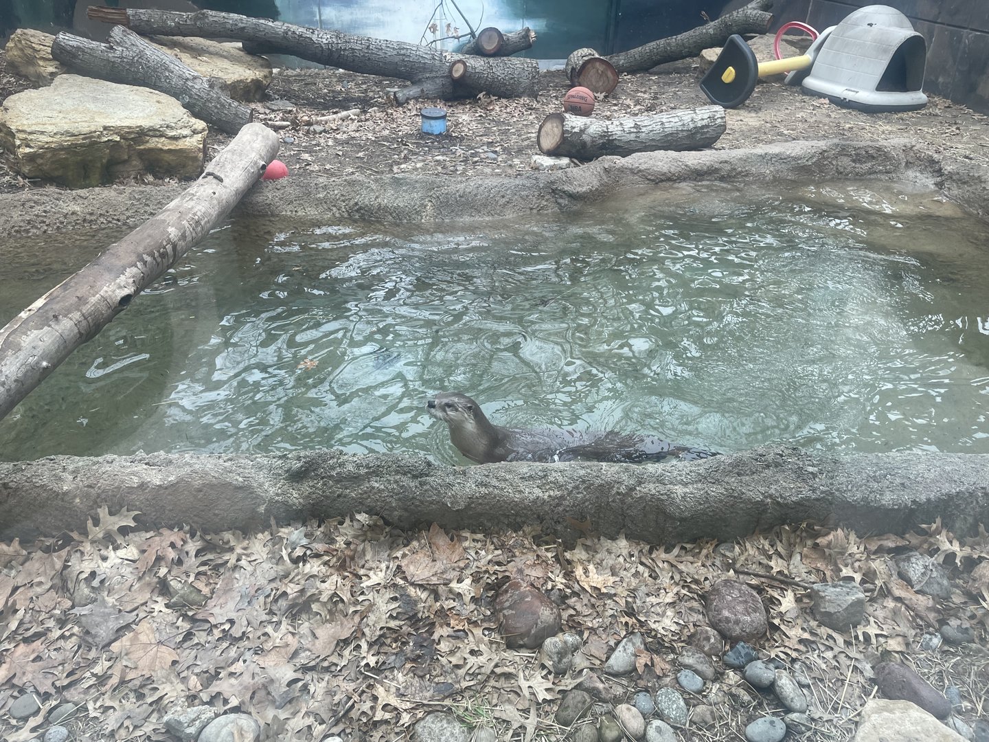 North American River Otter