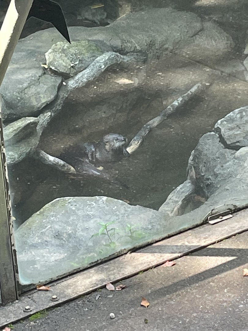 North American River Otter