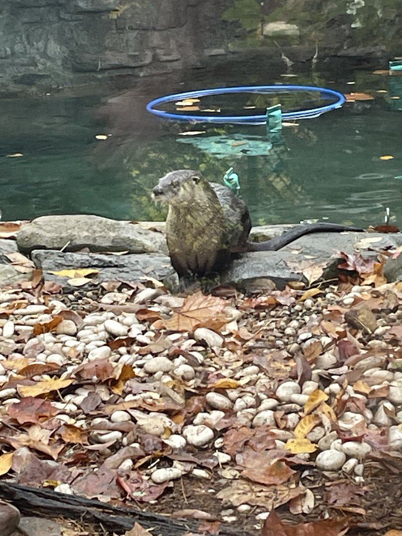 North American River Otter