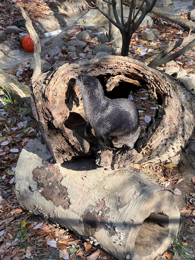 North American river otter