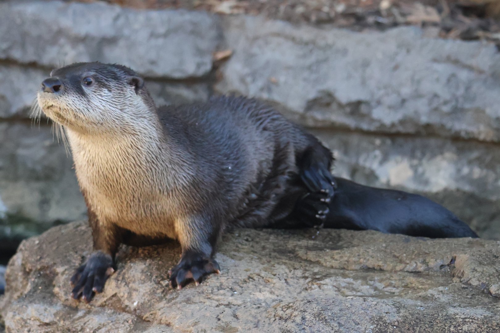 North American River Otter
