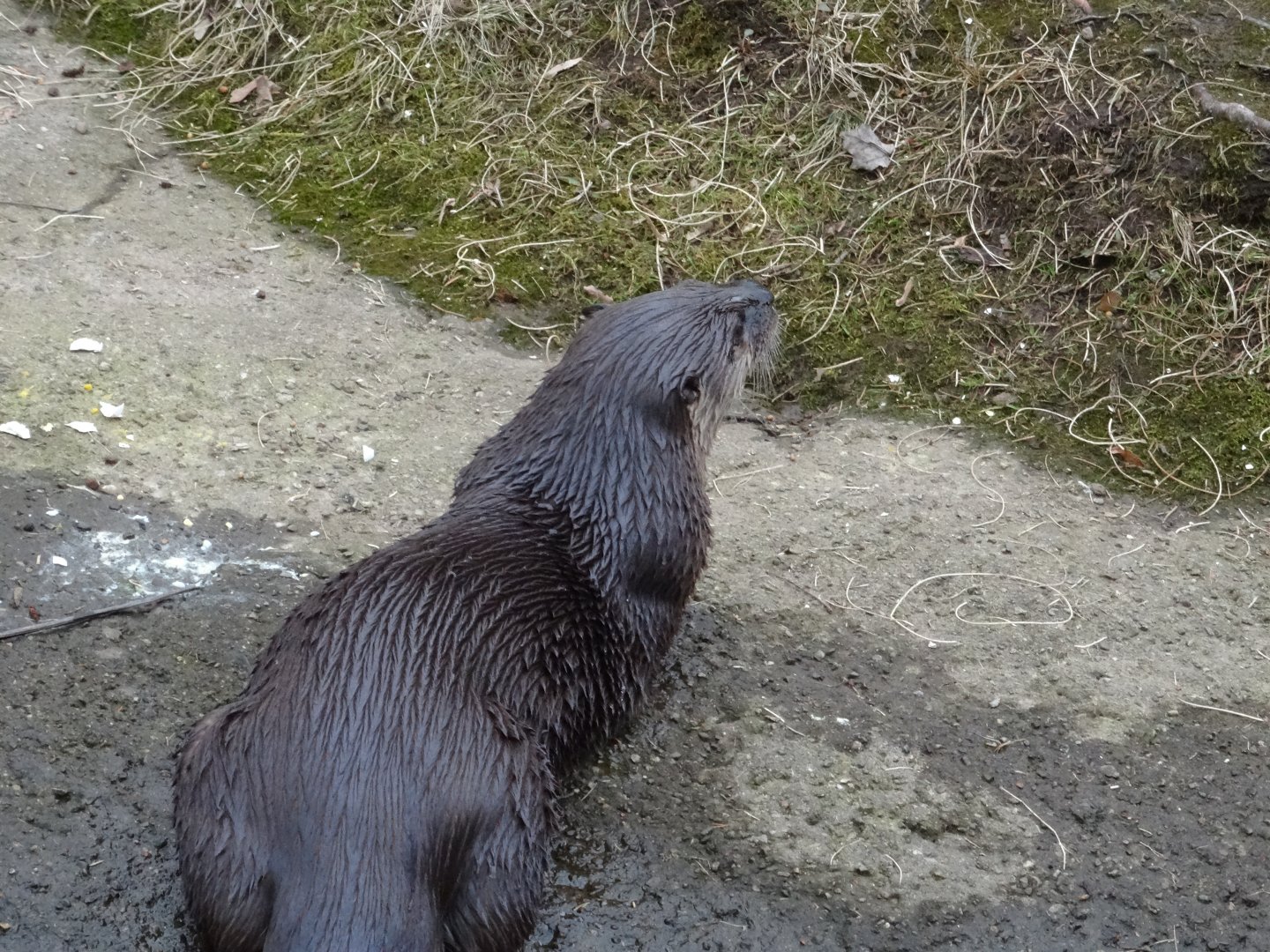 North American River Otter