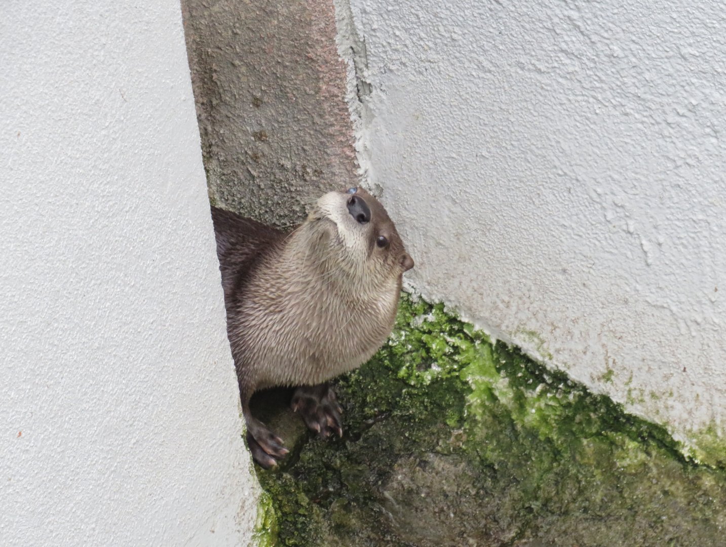 North American river otter