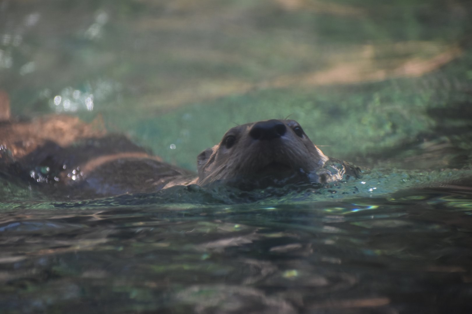 North American River Otter