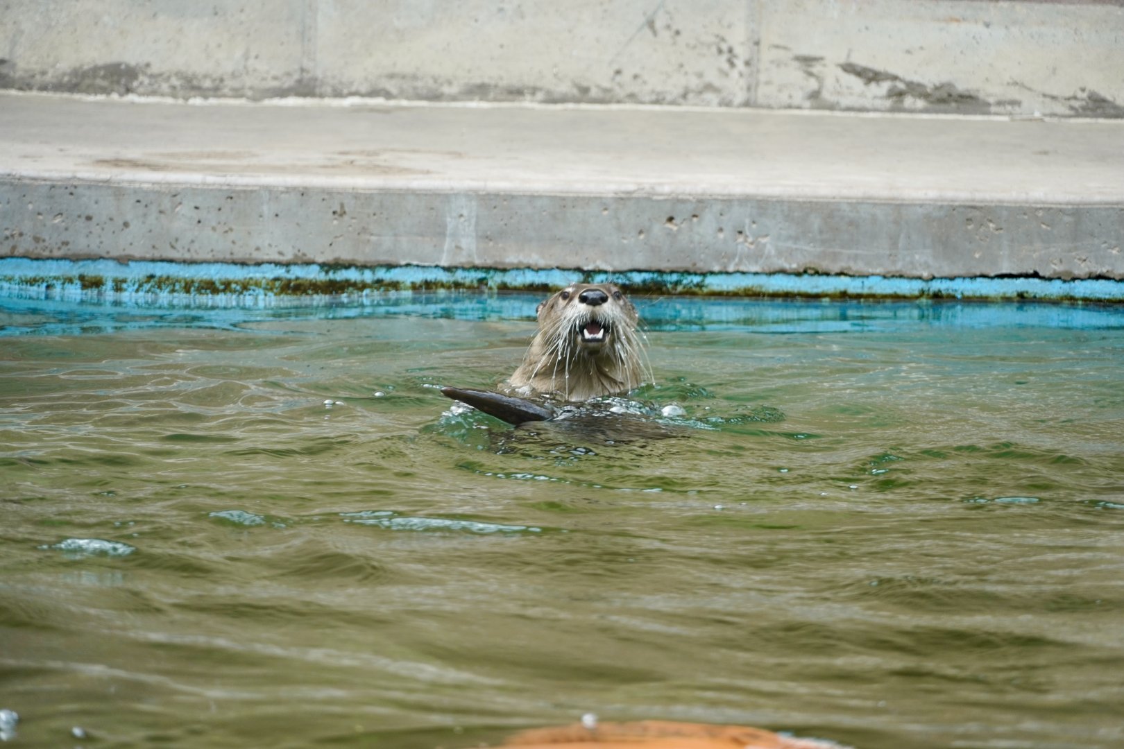 North American River Otter