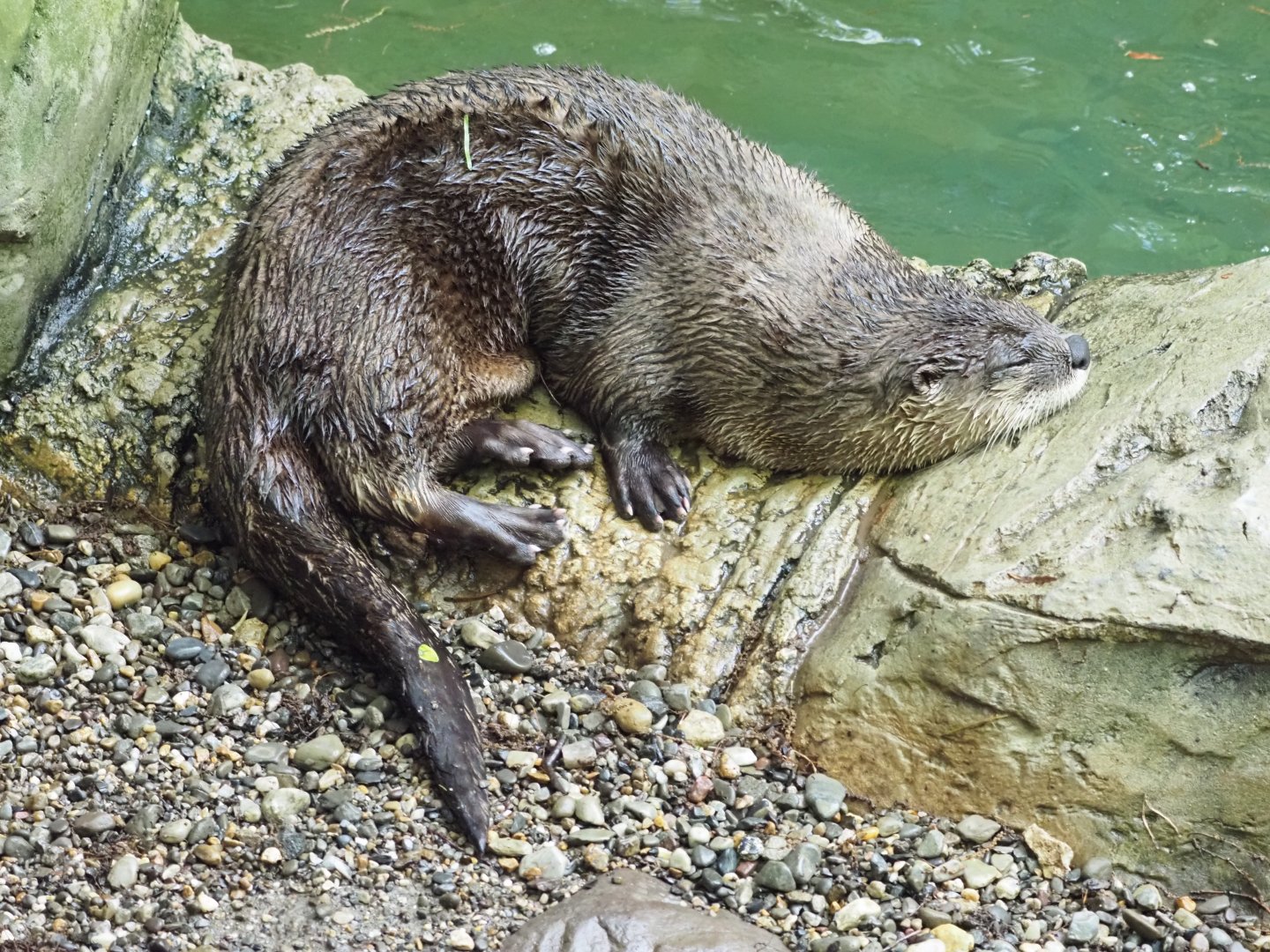 North American River Otter