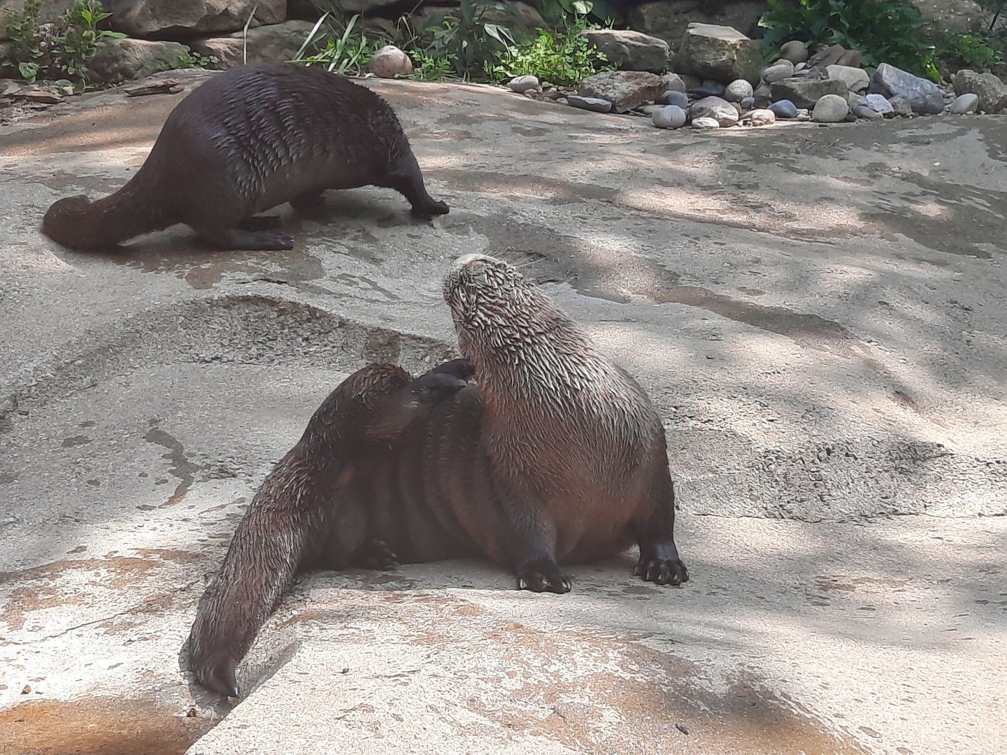 North American River Otter