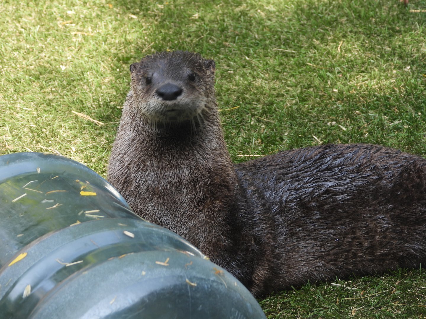 North American river otter