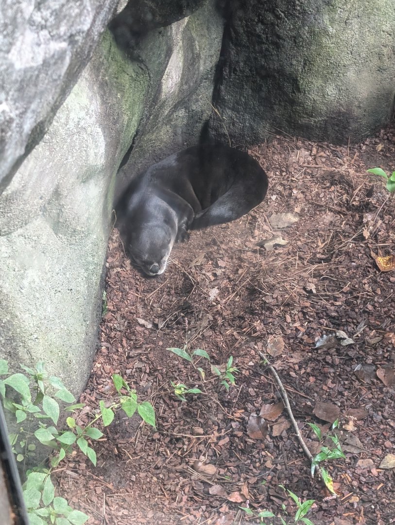 North American River Otter