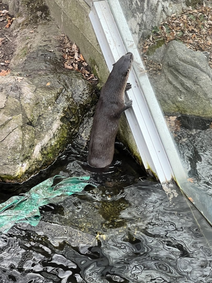 North American River Otter