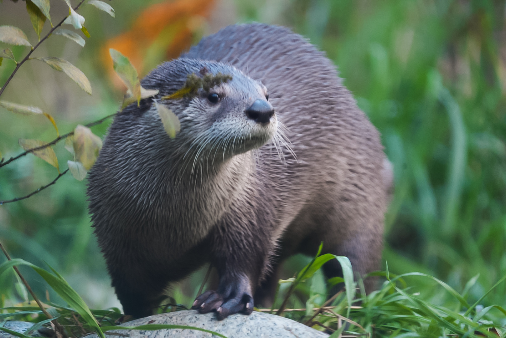 North American River Otter