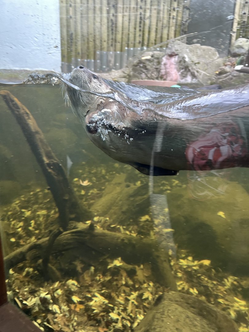 North American River Otter