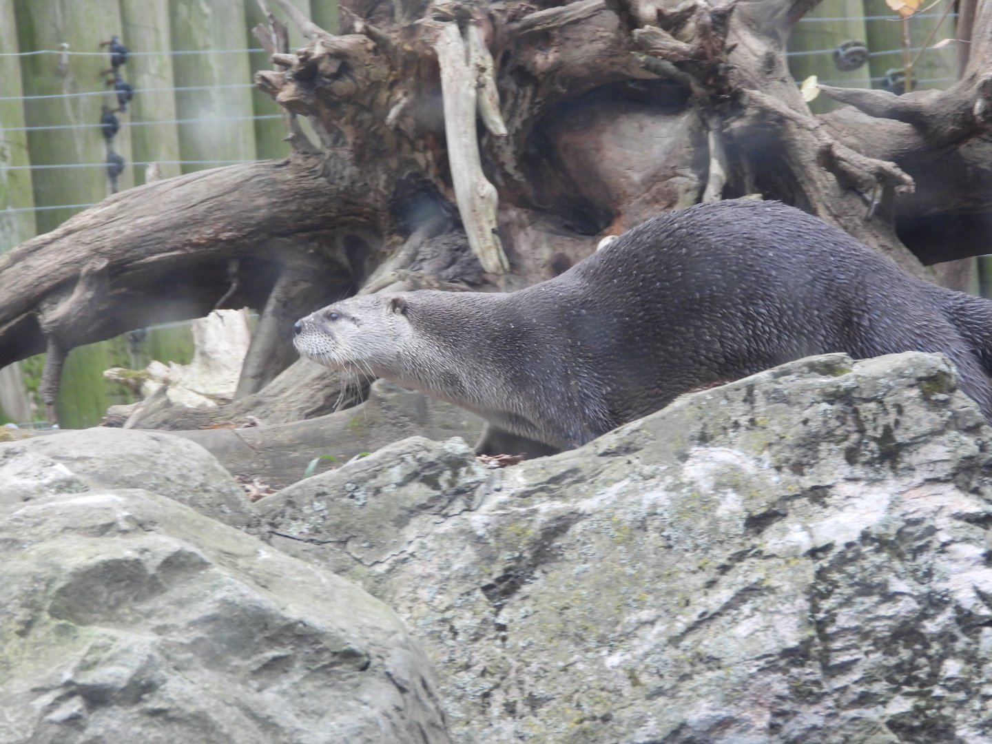 North American river otter