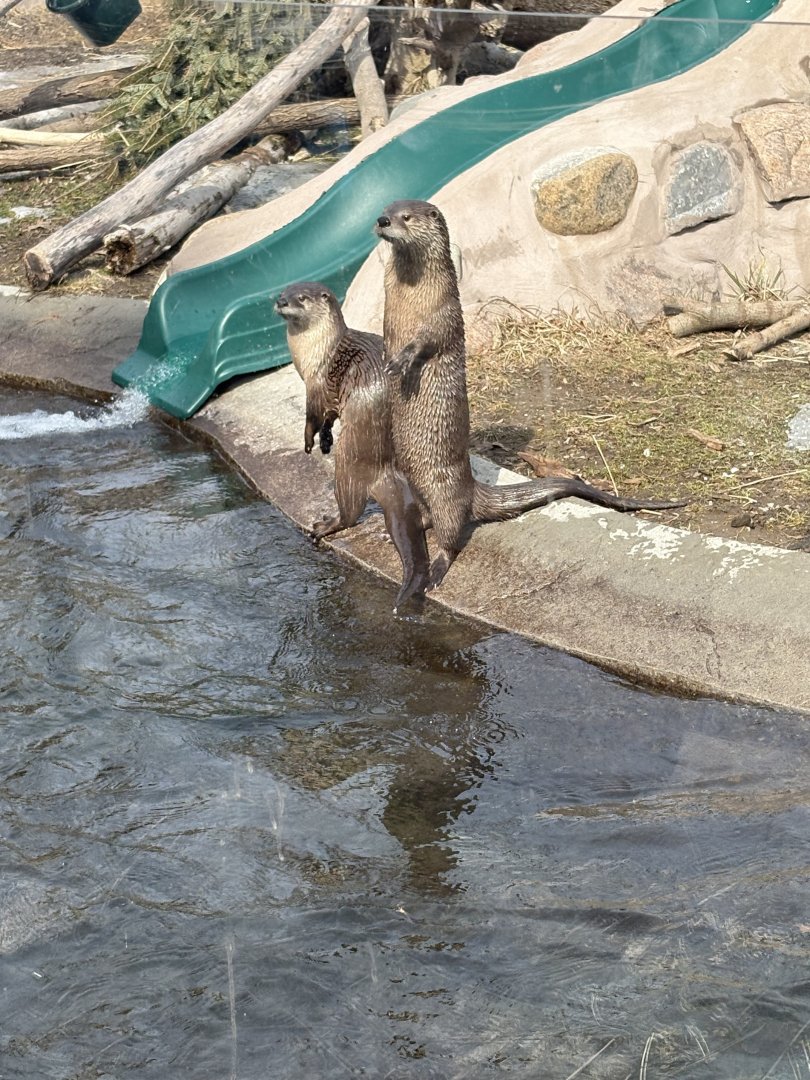 North American River Otter