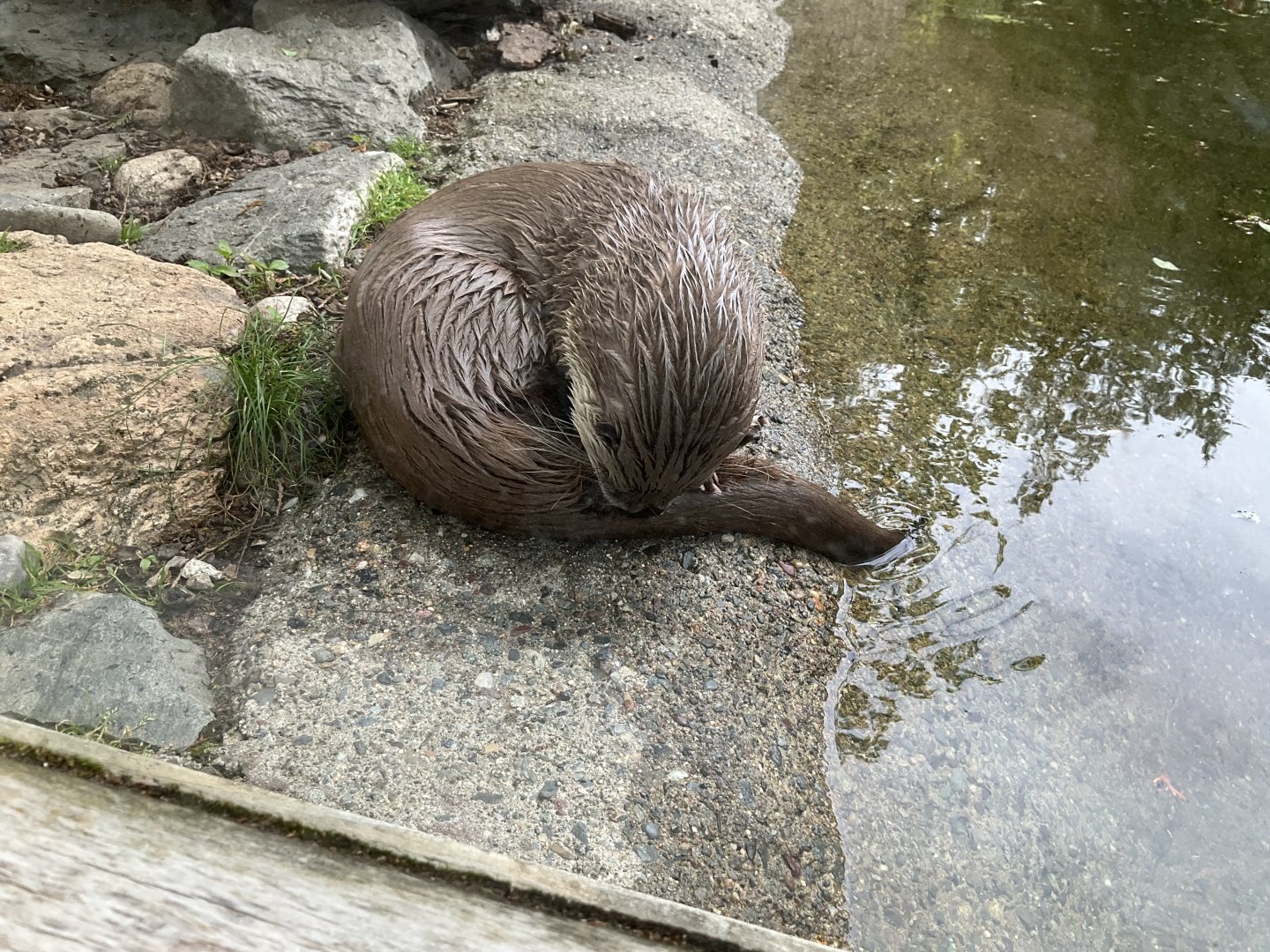 North American River Otter