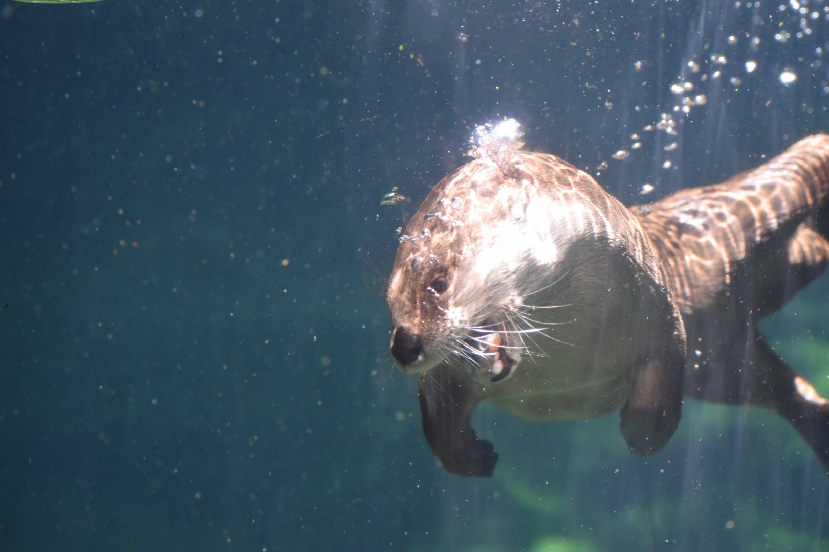 North American River Otter