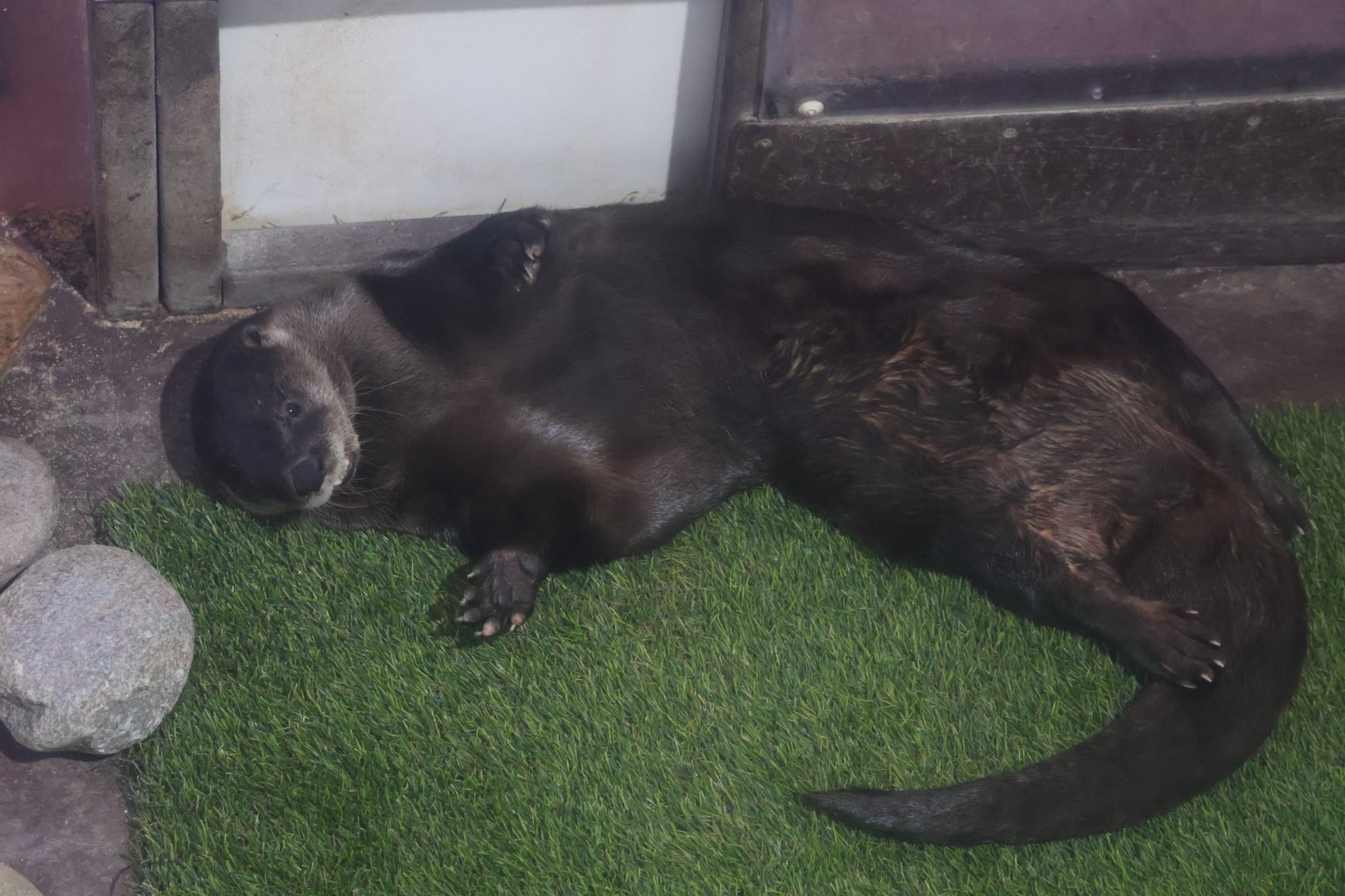 North american river otter
