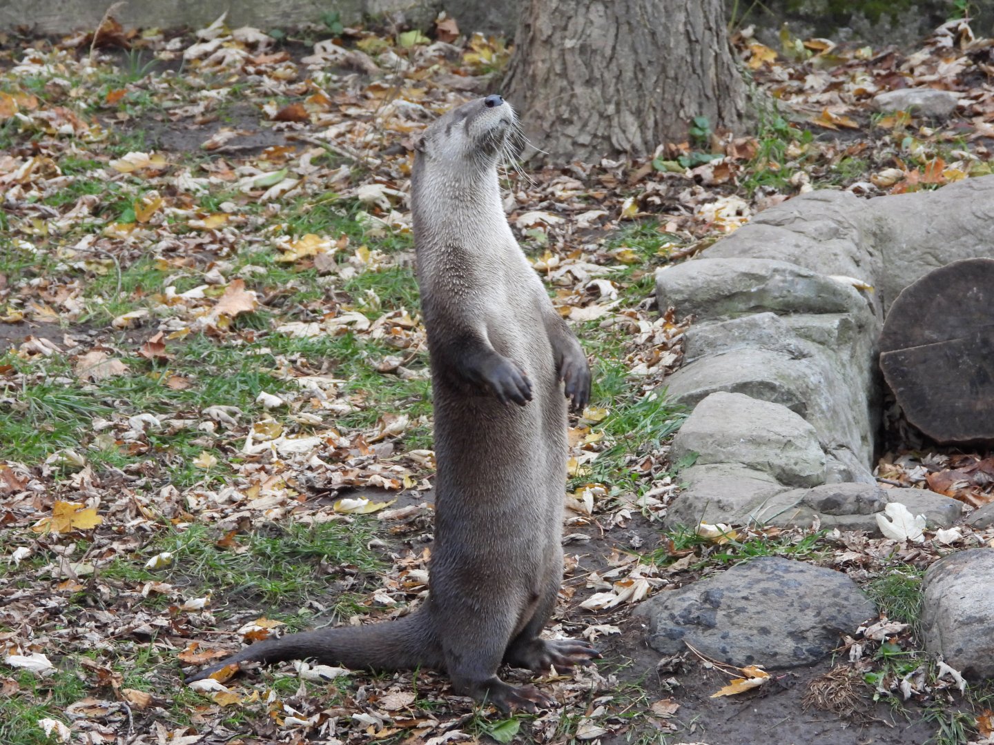 North American river otter