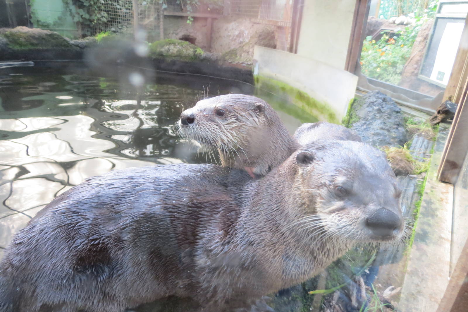 North American River Otters 10/14