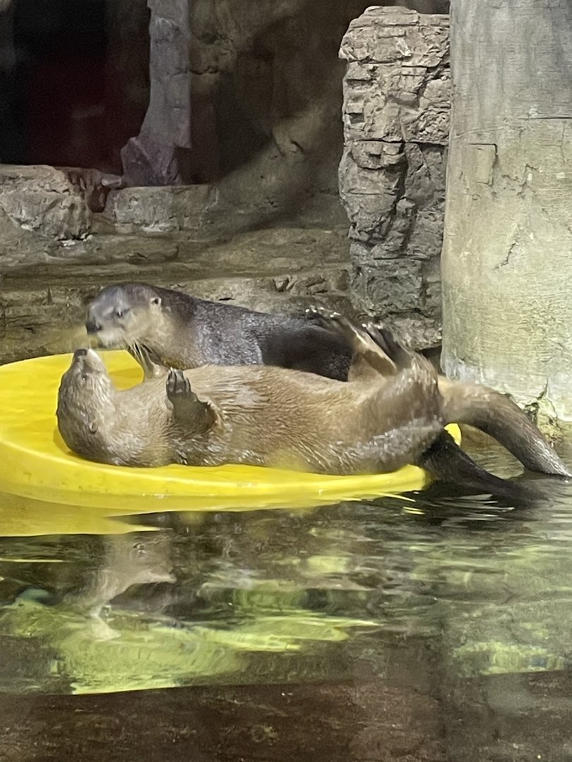 North American River Otters (8/14/21)