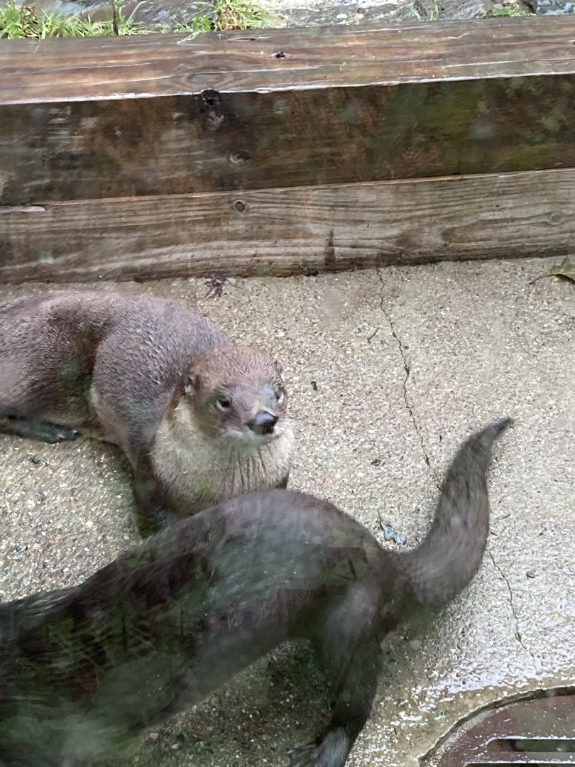North American River Otters at Capron Park Zoo