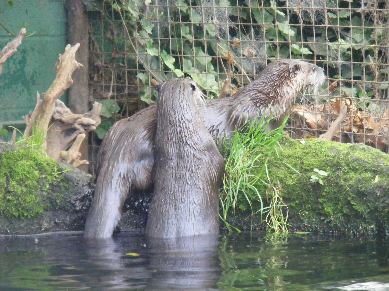 North American river otters at New Forest Wildlife Park, 21 August 2010