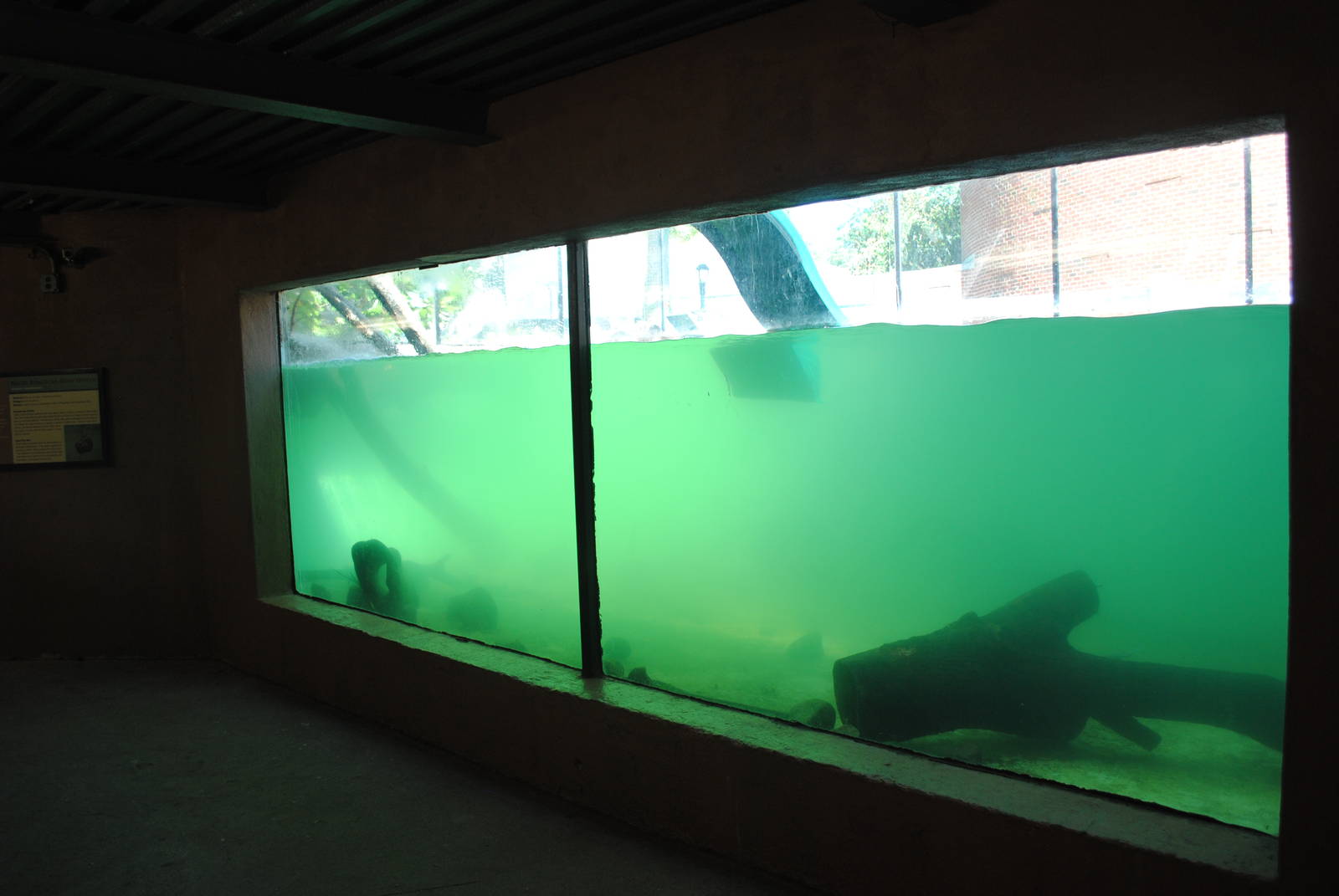 North American River Otters exhibit (underwater viewing)