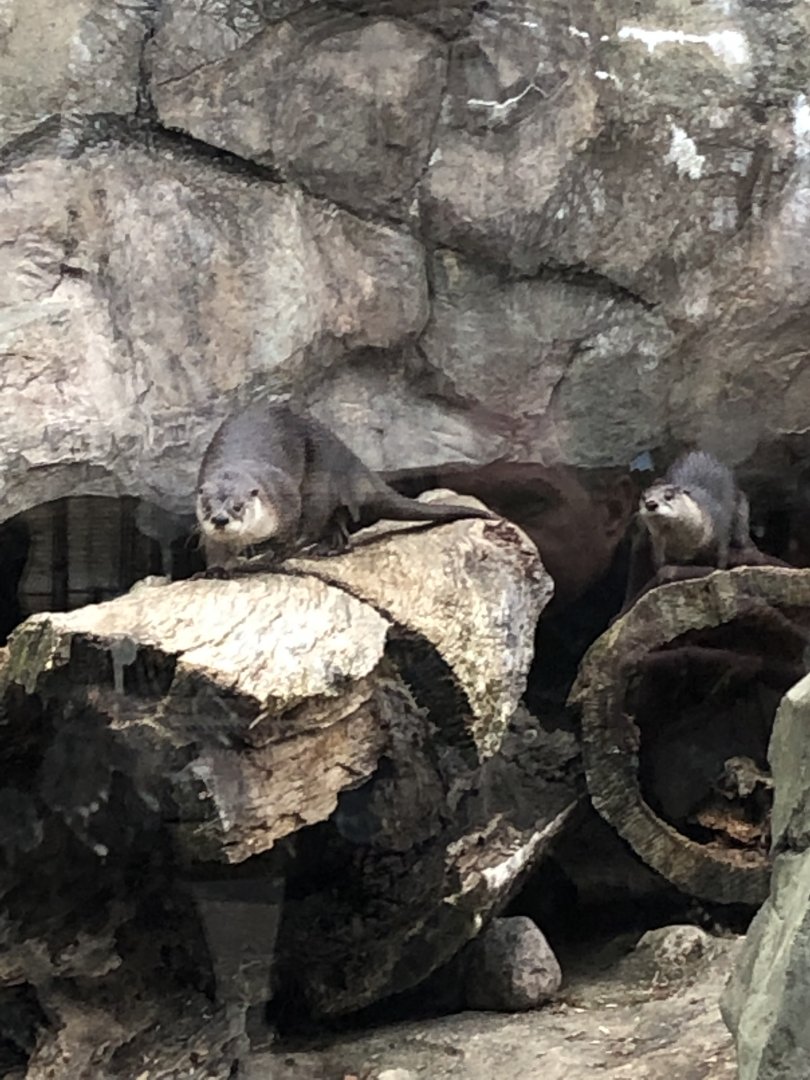 North American River Otters | Henry Vilas Zoo