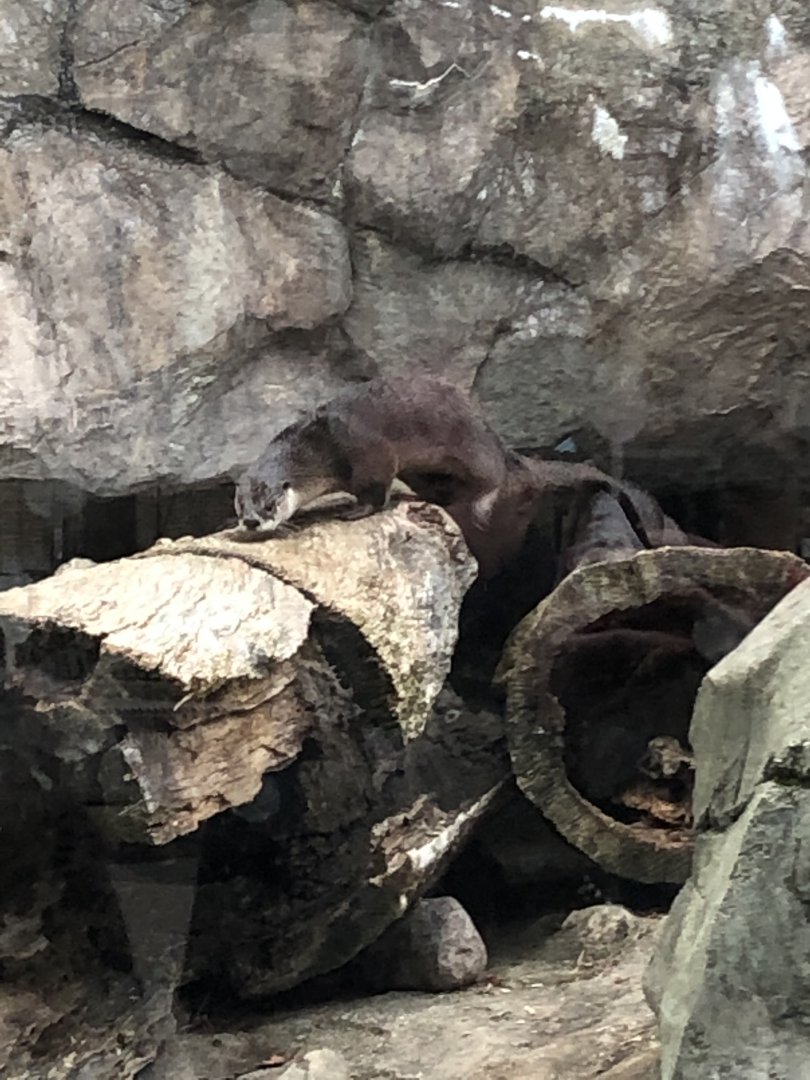 North American River Otters | Henry Vilas Zoo